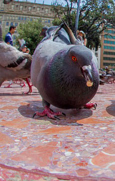 pigeons health risks