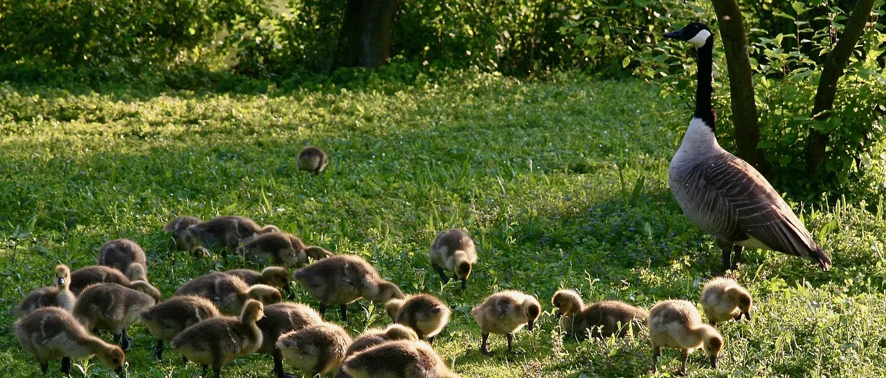 How to prepare your property before the arrival of Canada geese in the spring canada goose and goslings on grass