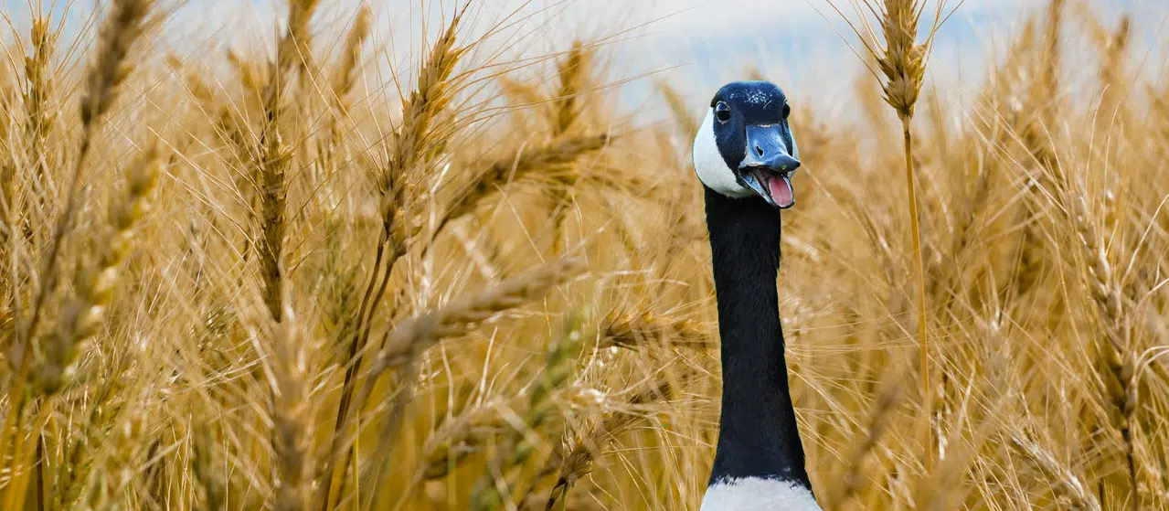 Protecting agriculture from Canada Geese in GTA greenbelt Canada goose in agricultural field