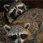 raccoon removal toronto-mississauga