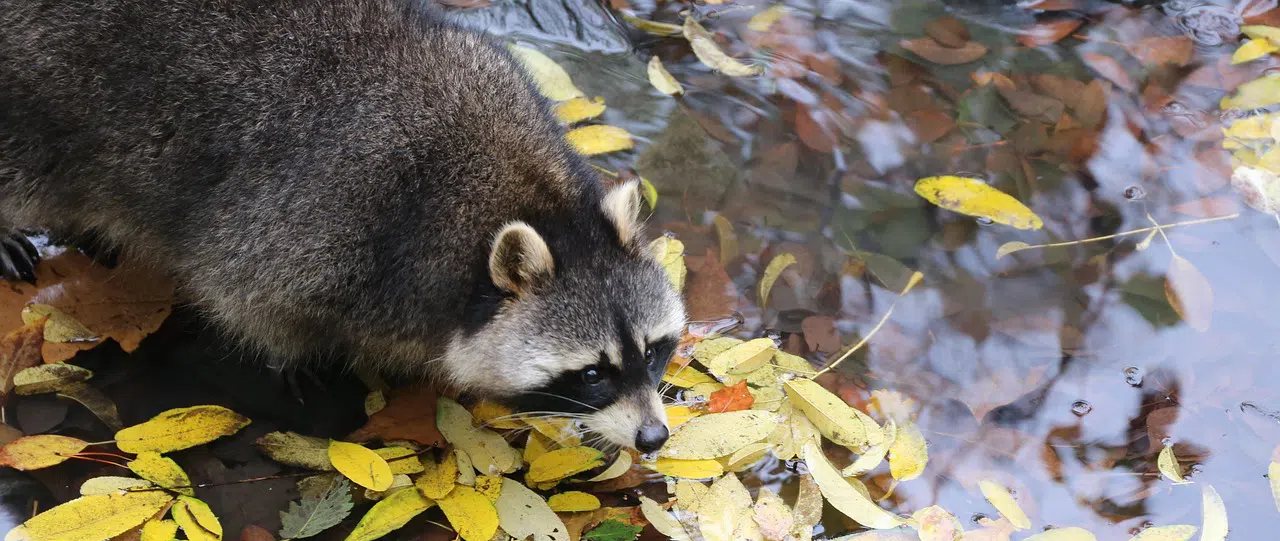 raccoon in water with fall foliage