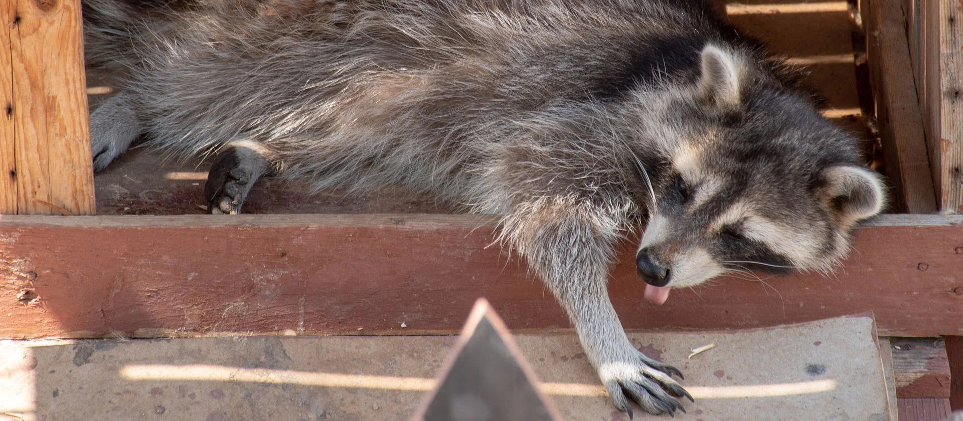 ️How to Get Rid of Raccoons | Raccoon Control 416 429 5393