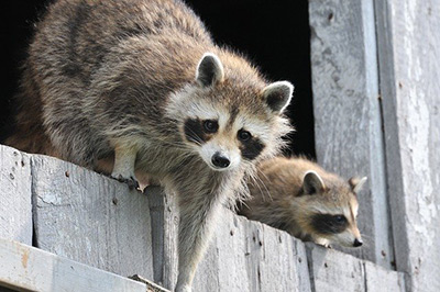 raccoon control and removal