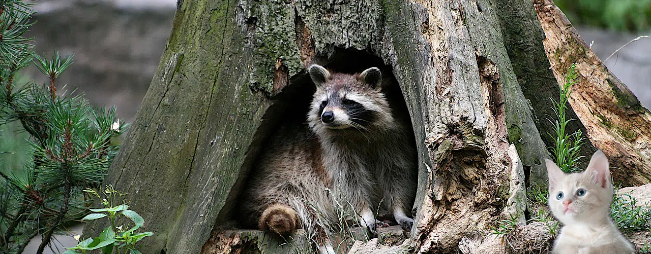 raccoon in tree cavity and domestic cat looking on