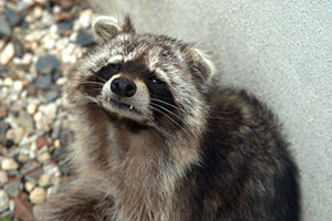 raccoon control removal barrie