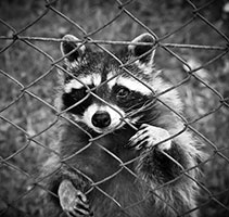 raccoon control removal chatham