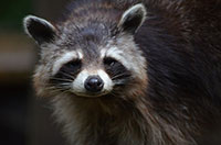 raccoon control removal ajax