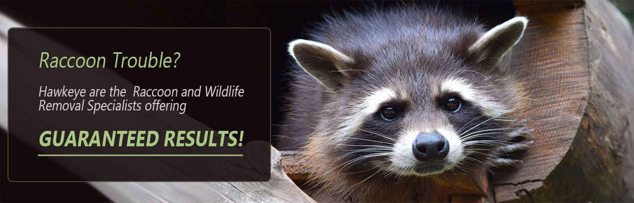 raccoon control removal thornhill