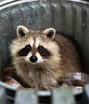 raccoon in trash can