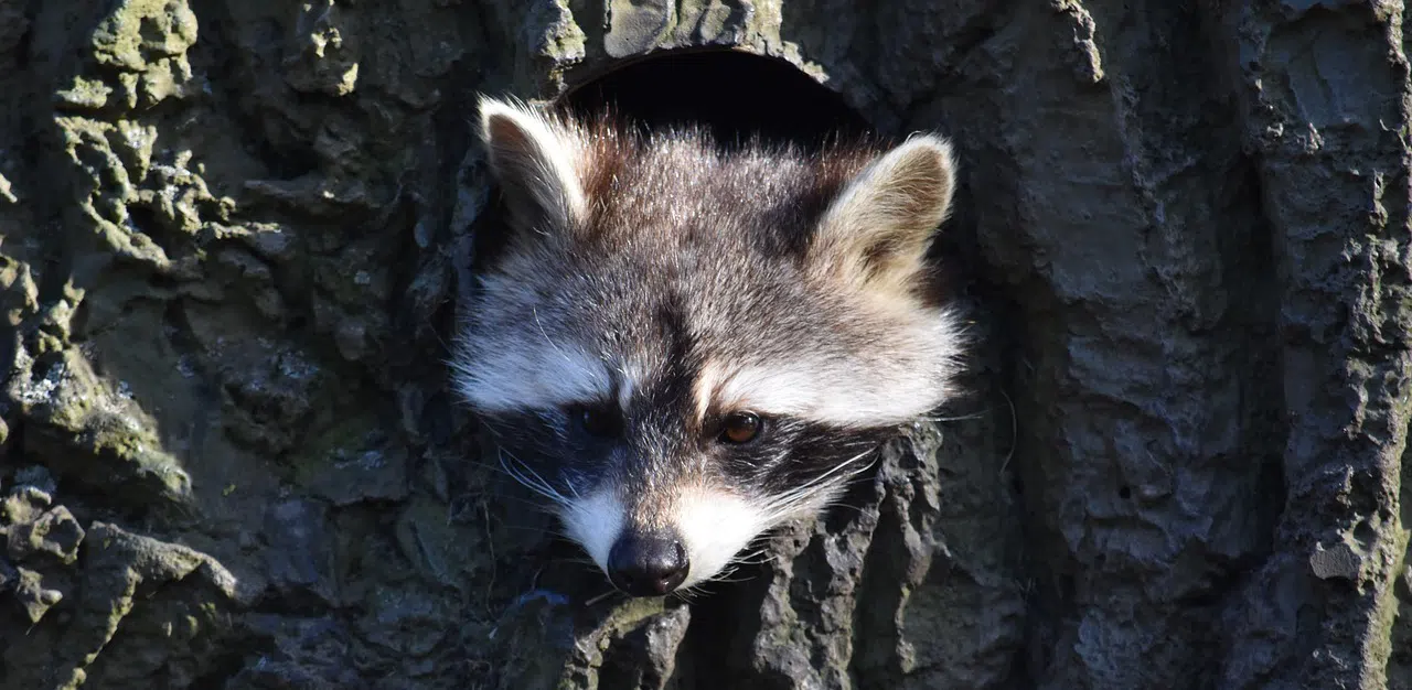 Raccoon den removal toronto raccoon peeking out of den