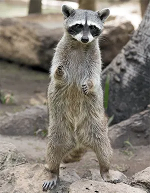 raccoon on rocky surface