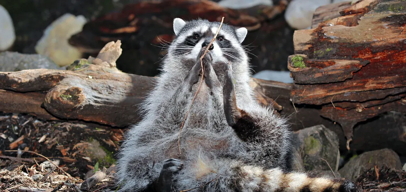 raccoon building den