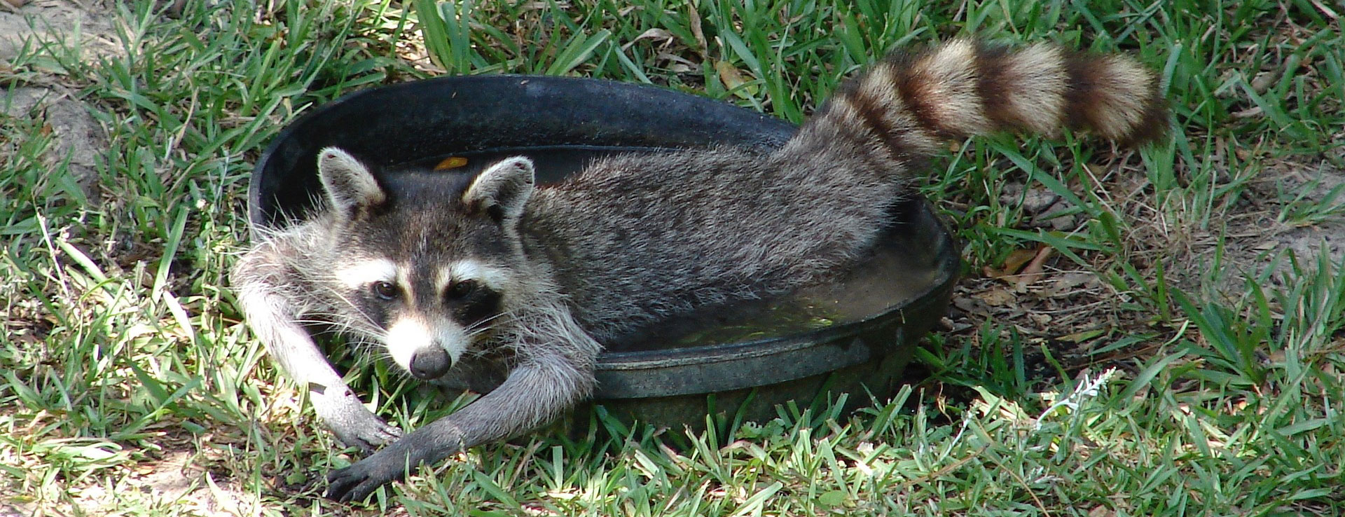 what to do when encountering raccoons in toronto