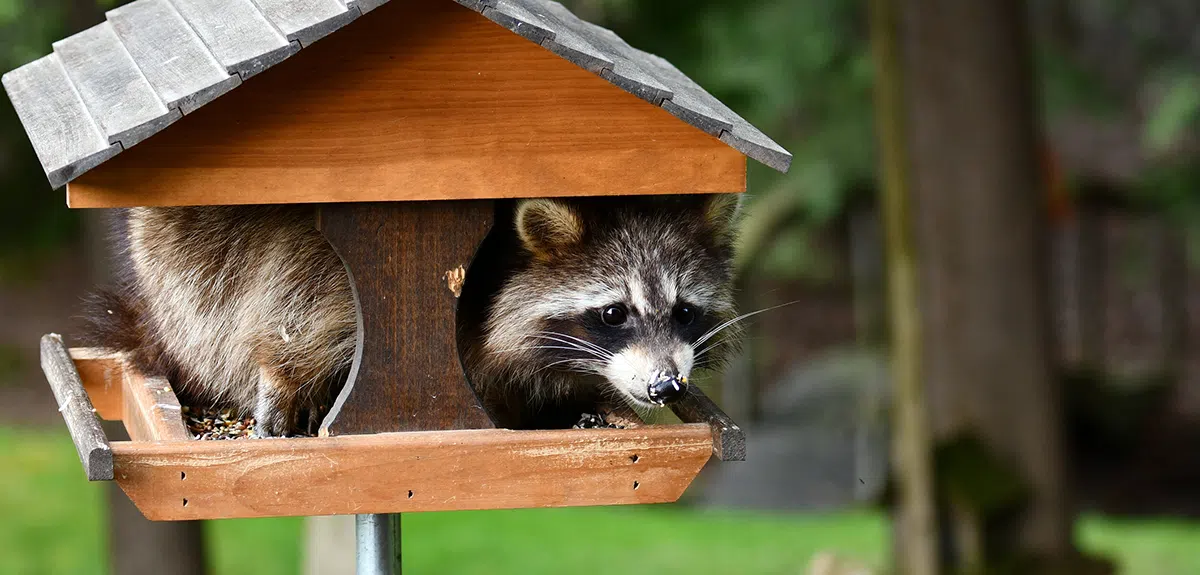 How to get raccoons out of your bird feeder raccoon in bird feeder