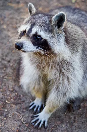 raccoon 