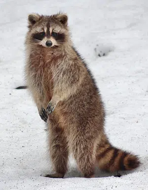 raccoon standing on hind feet on snow