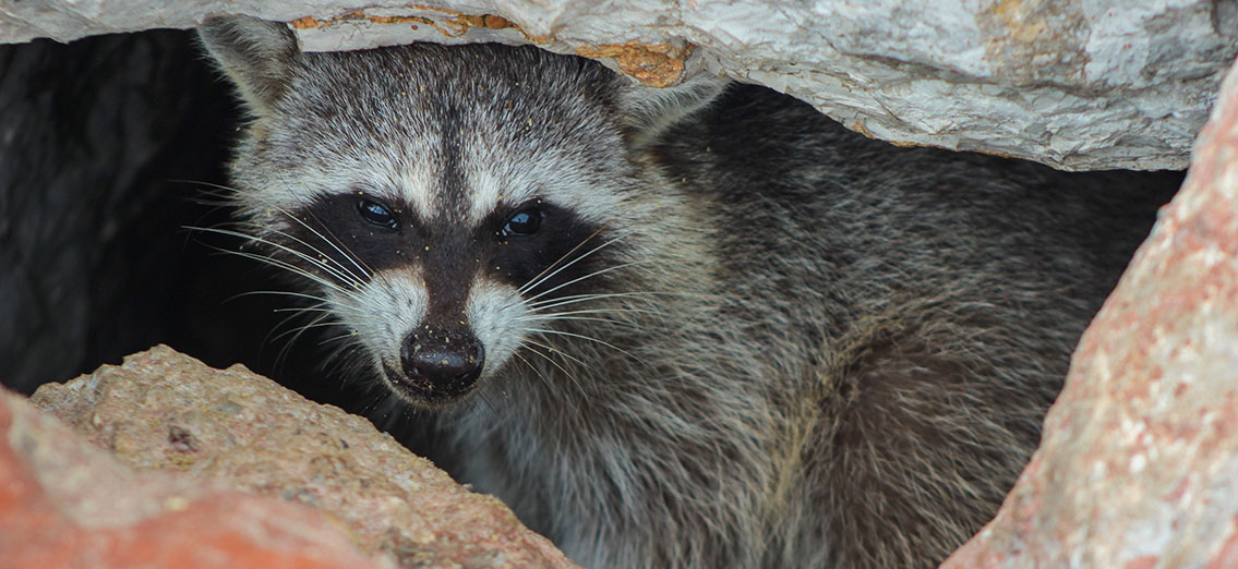 10 signs there may be a raccoon in your house
