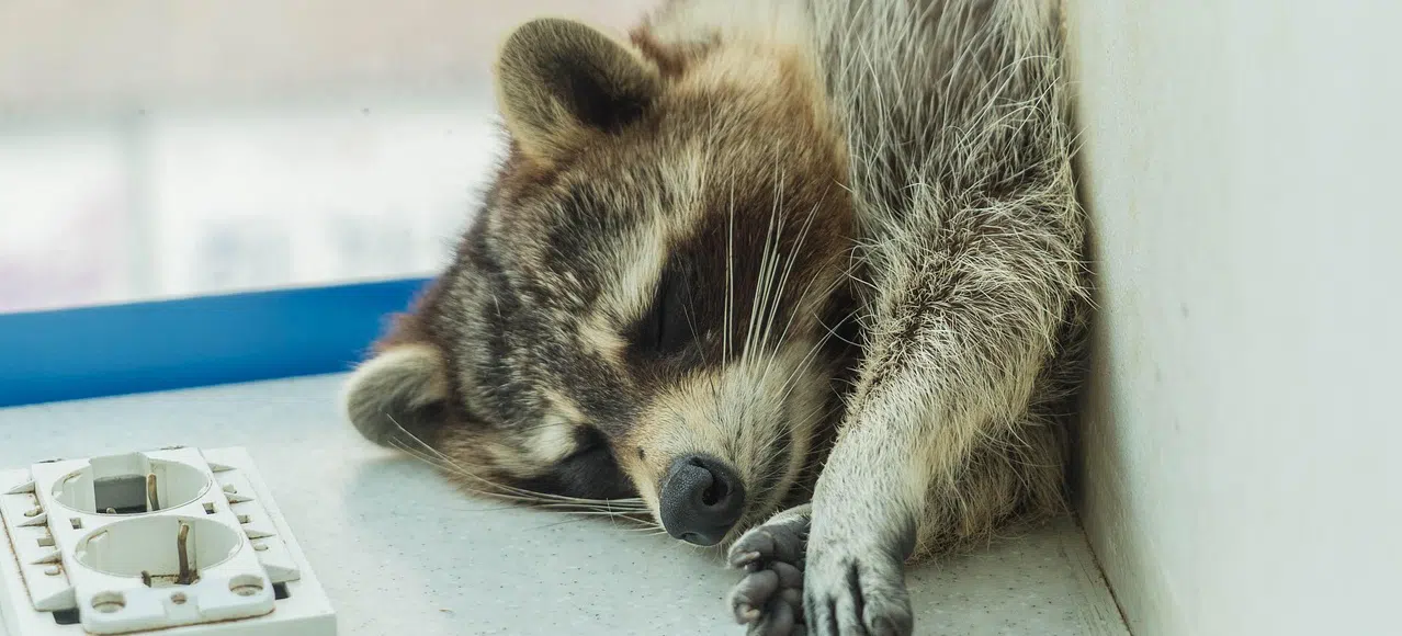 How to keep raccoons out of Etobicoke's medical facilities raccoon in medical facility