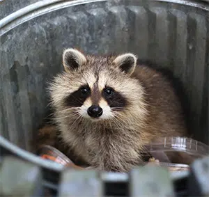 raccoon in trash bin