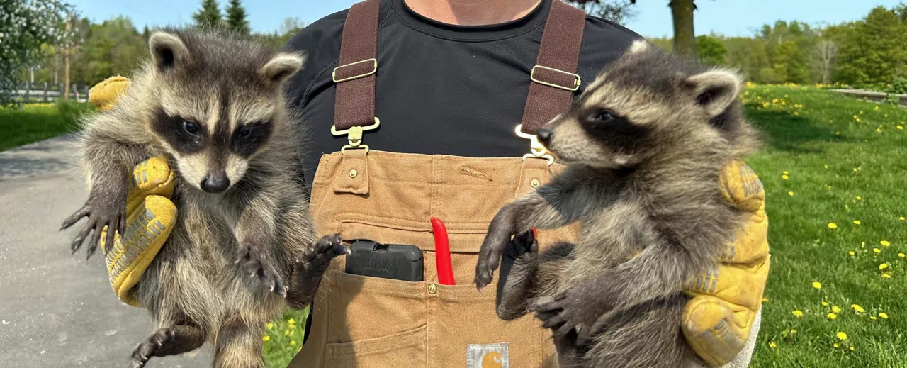 raccoon infestation oakville