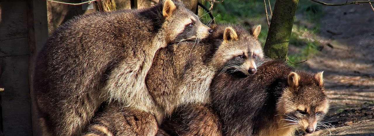 Protecting your business from raccoon infestation
