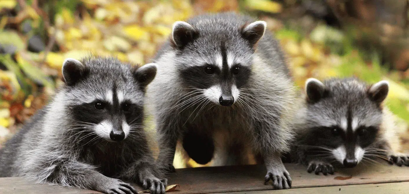 raccoon lifecycle