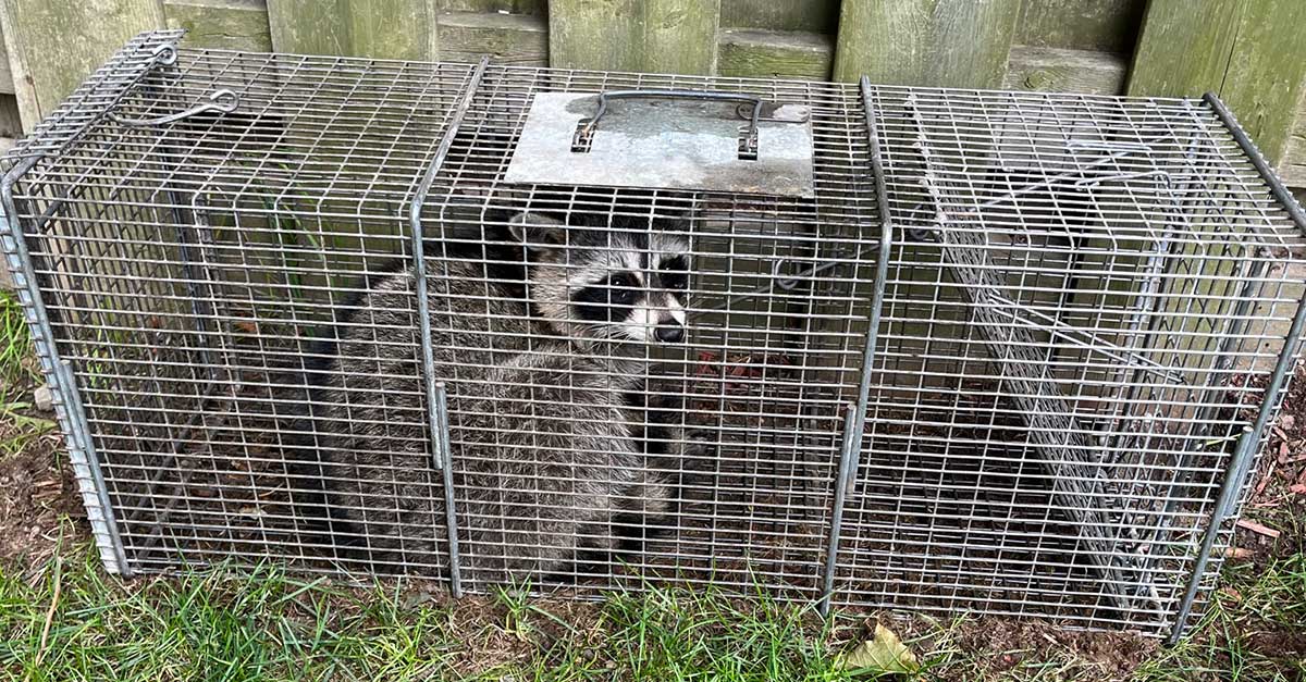 raccoon live trap