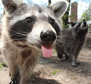 raccoon mating breeding