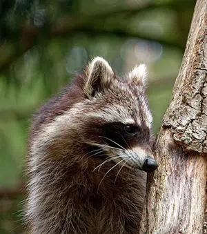 raccoon on tree trunk