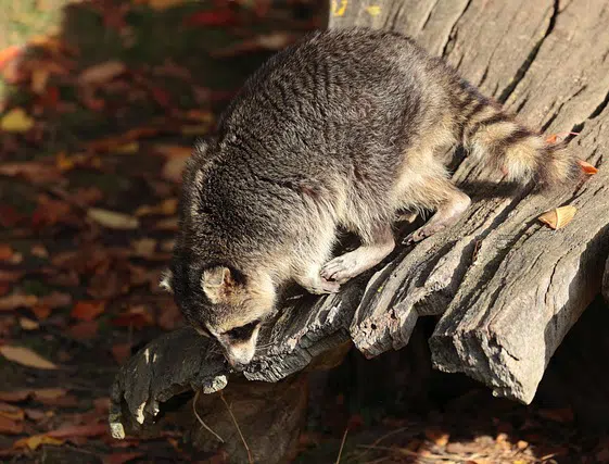 Raccoon Den Removal in Toronto and the GTA Raccoon on log