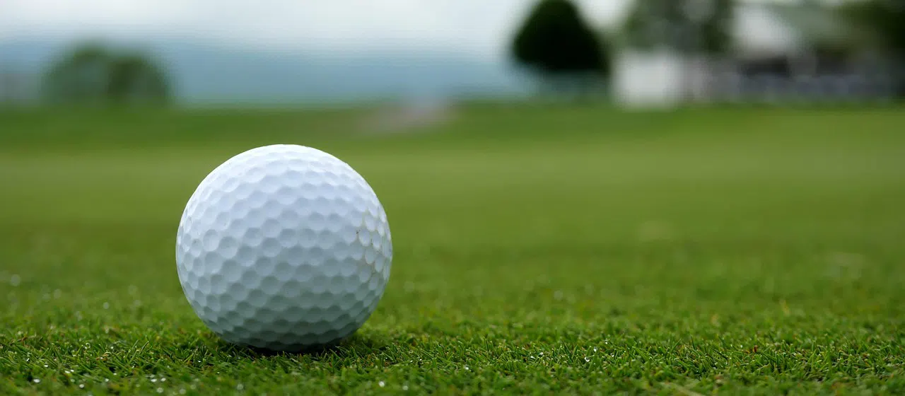 what to do when raccoons invade golf courses golf ball