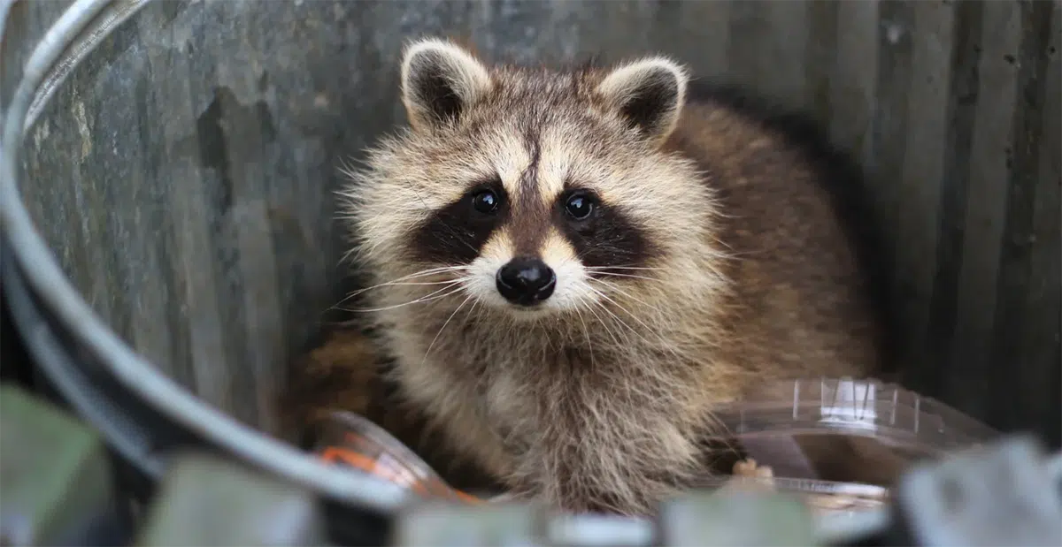 raccoon in trash can