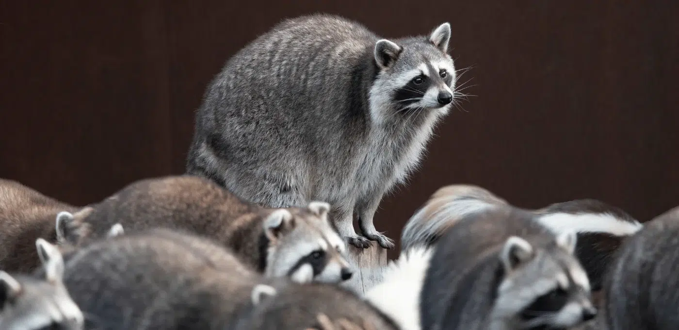 Group of raccoons