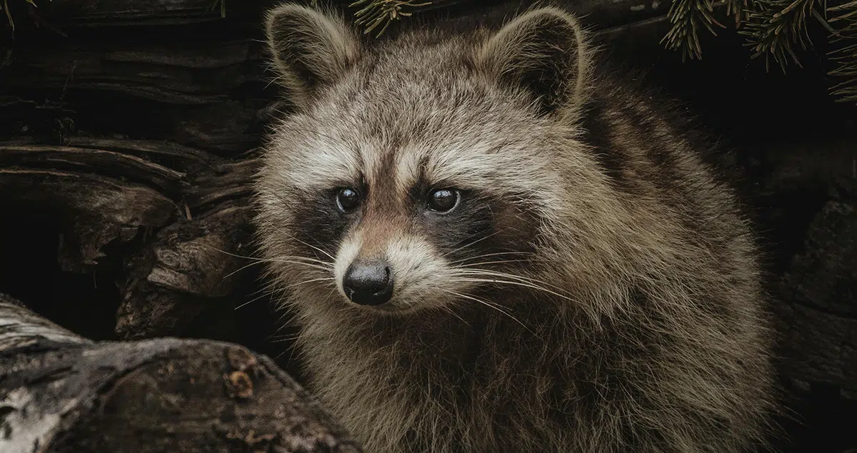 raccoon problems brampton