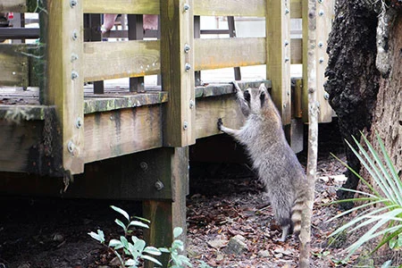 Rabid cat found in Dorchester