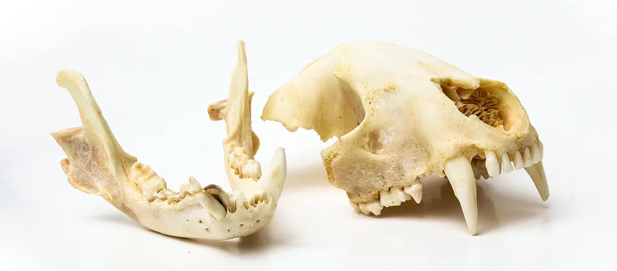What to do when you find a dead raccoon Skull and jaw bone of a raccoon