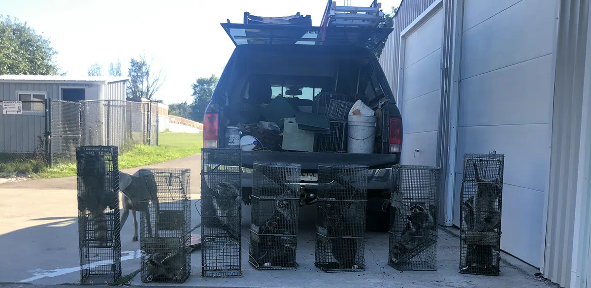 9 raccoons trapped in one location trapped raccoons in Toronto