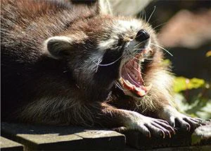 raccoon yawning and stretching