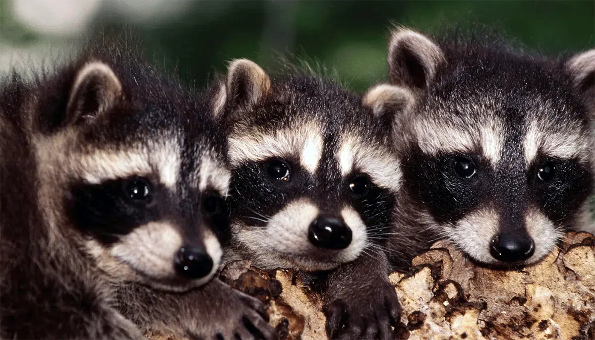 3 raccoon kits