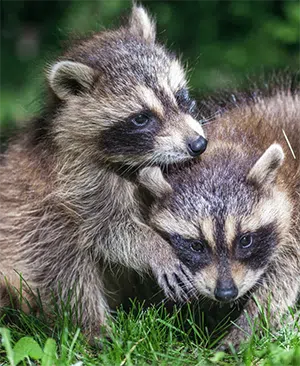 2 raccoon kits