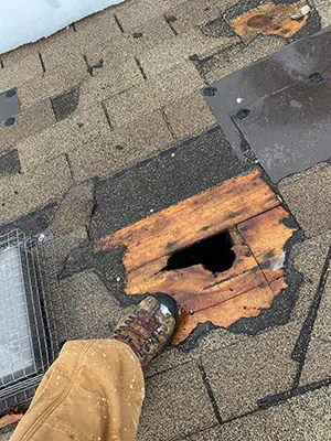 raccoon damage to roof in mississauga