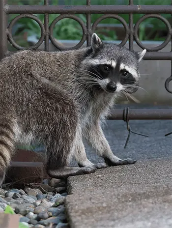 Raccoon sitting by wrought iron fence