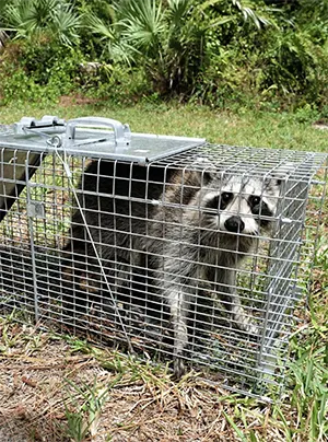 raccoon in live trap