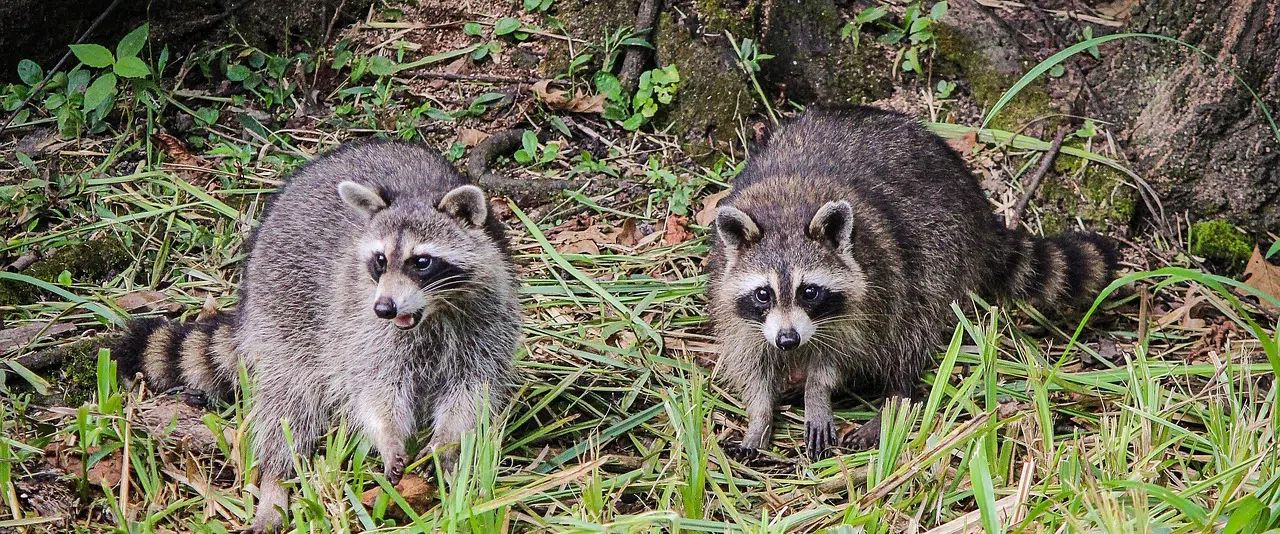 How to get rid of raccoons in Aurora and Newmarket raccoons in wooded area near Aurora/Newmarket