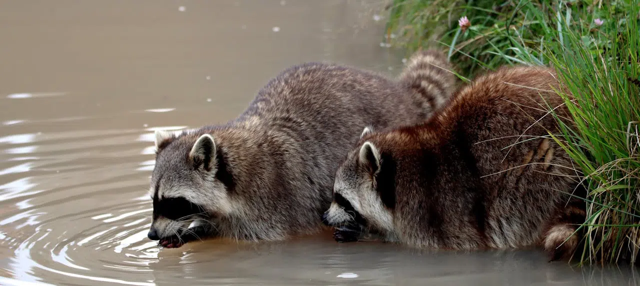 Ajax waterfront invites raccoons raccoons by water's edge