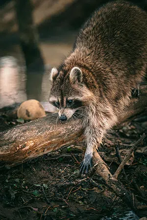 raccoons in brampton