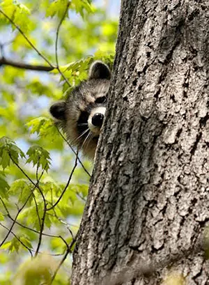 raccoon peeking out from behind tree