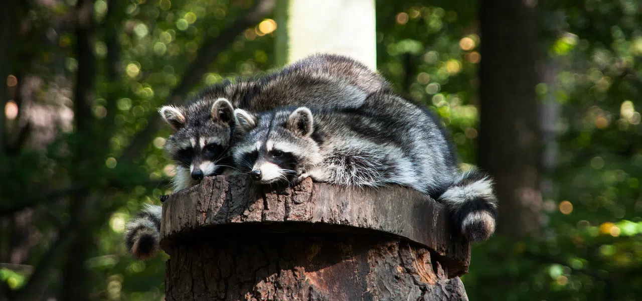 Raccoon removal from parks in the Greater Toronto Area raccoons perched on tree stump