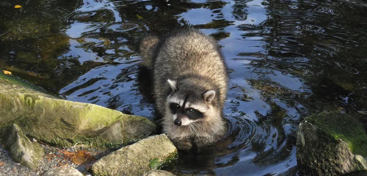 Getting rid of raccoons out of ponds and water features raccoons in GTA ponds