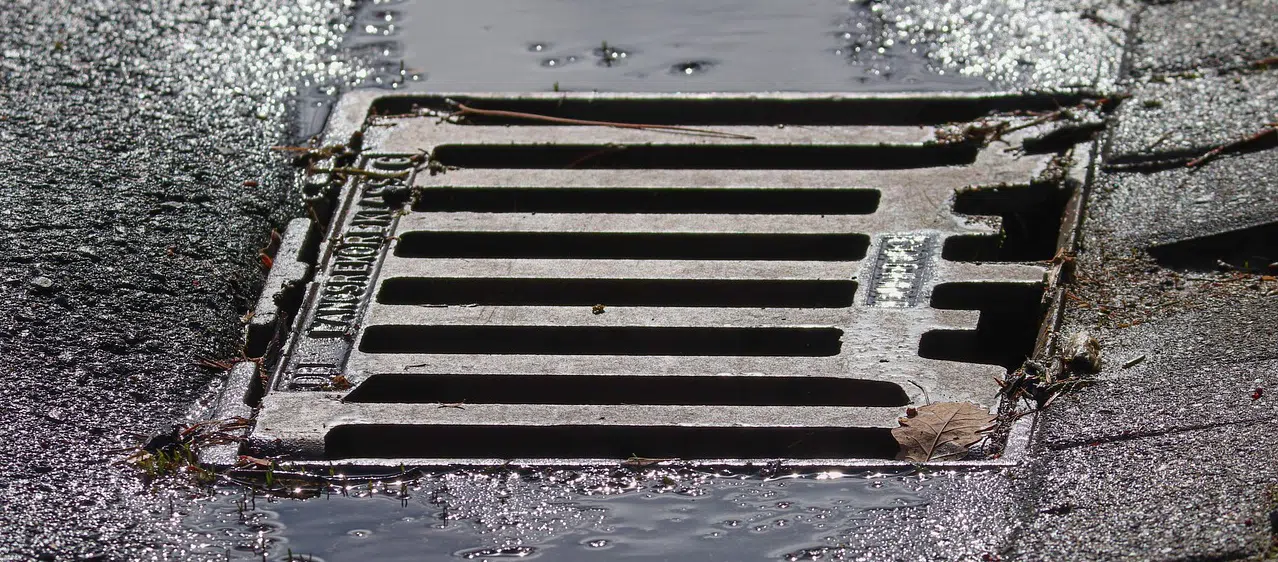 Raccons in storm drains raccoons in storm drains